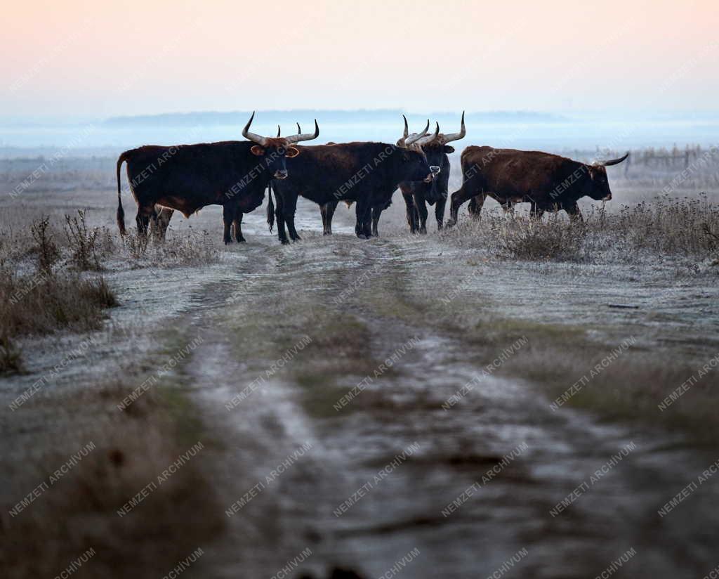 Természet - Őstulkok a Hortobágyon