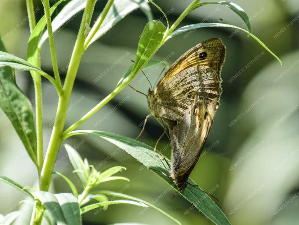 Természet - Budapest - Közönséges szemeslepke
