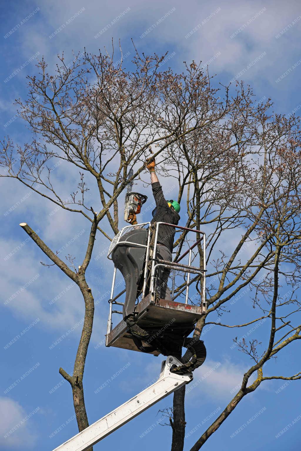 Kertészet - Vác - Fák gondozása