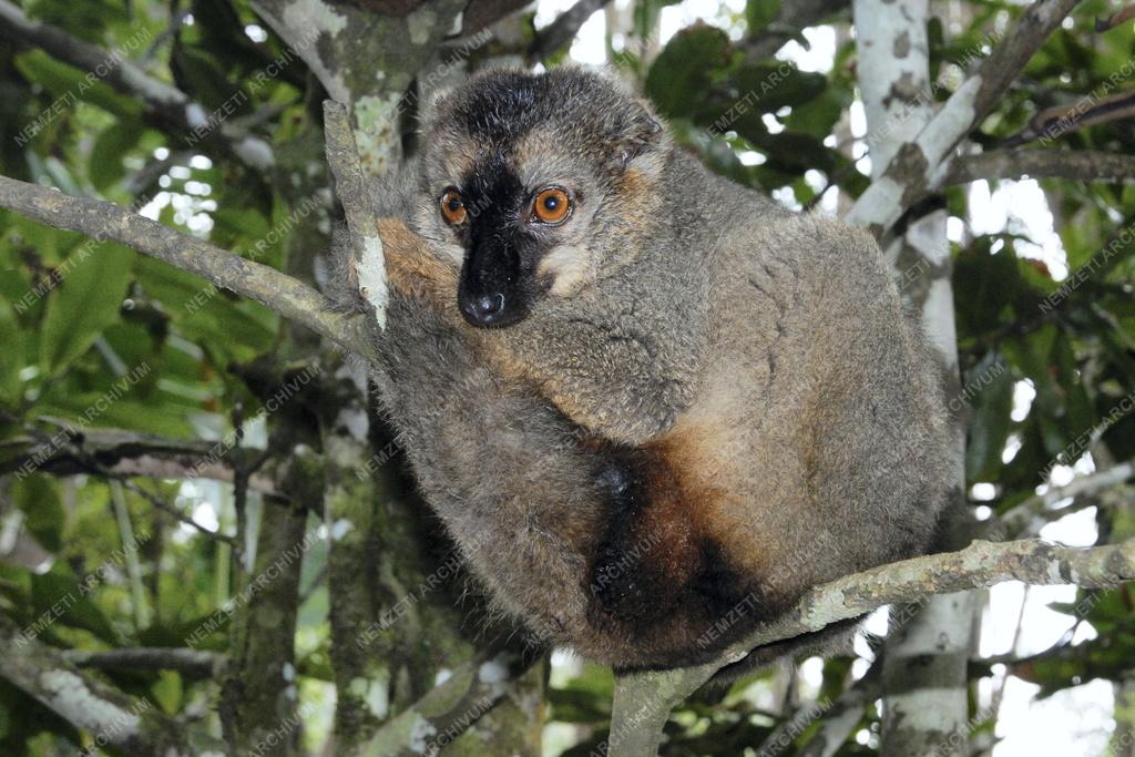 Madagaszkár - Lemur-sziget - Maki majom