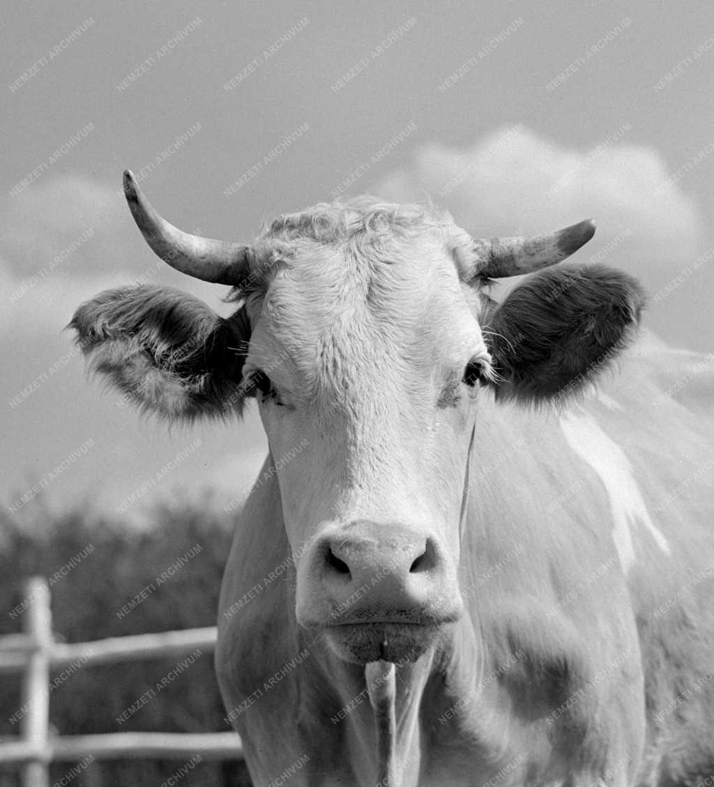 Szabadegyháza - Állattenyésztés - Szarvasmarha