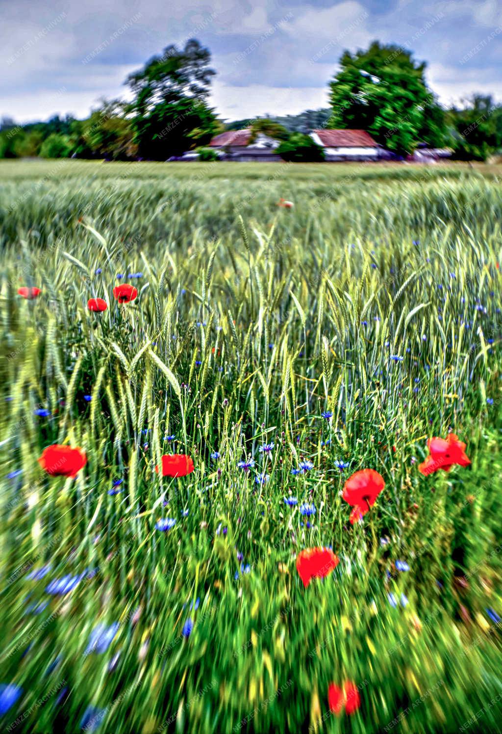 Természet - Polgár - Mezei virágok