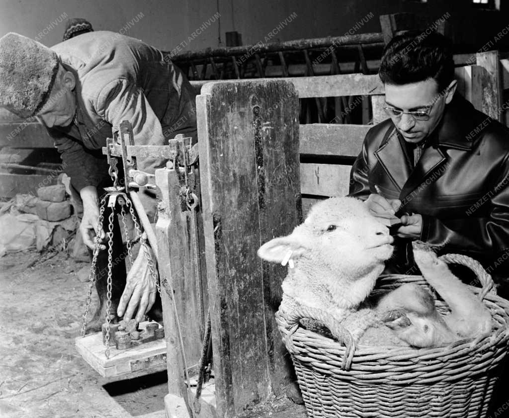 Mezőgazdaság - Állattenyésztés - Bárányok korai leválasztása