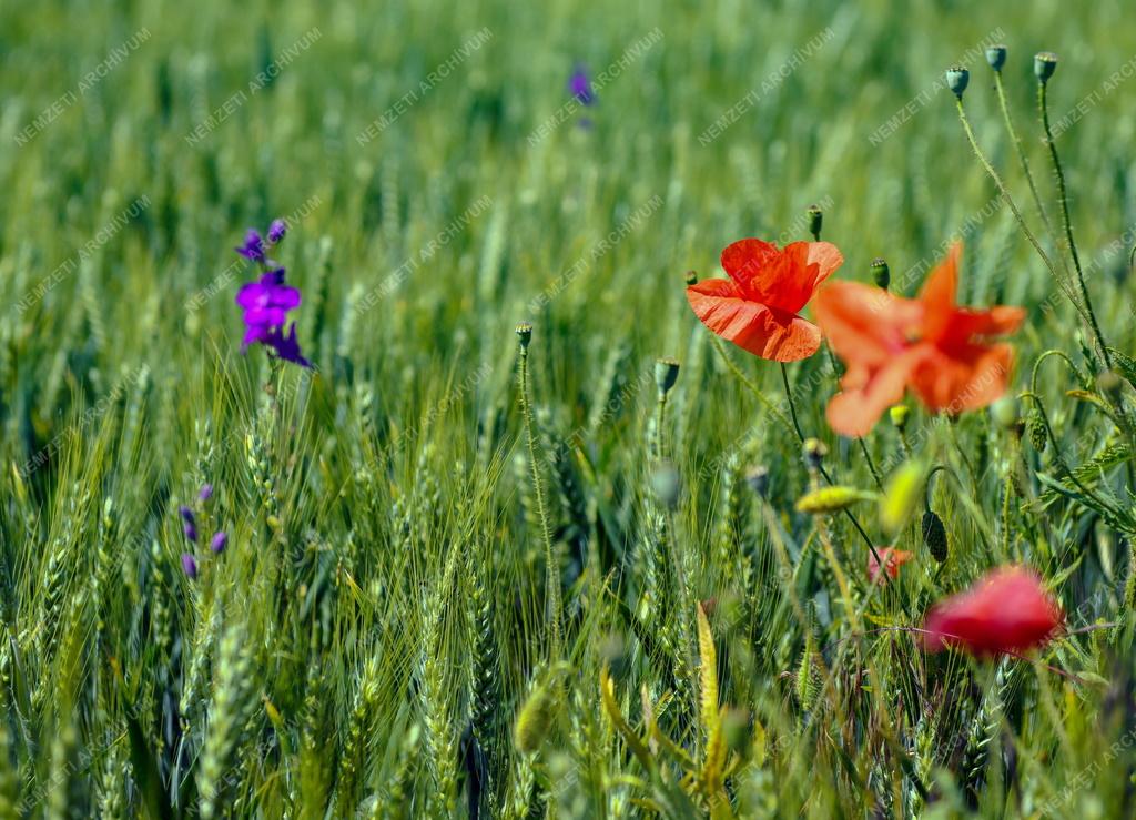 Mezőgazdaság - Érik a gabona Polgárnál