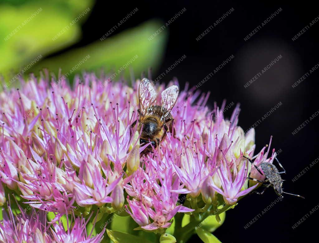 Természet - Virágzik a pompás varjúháj