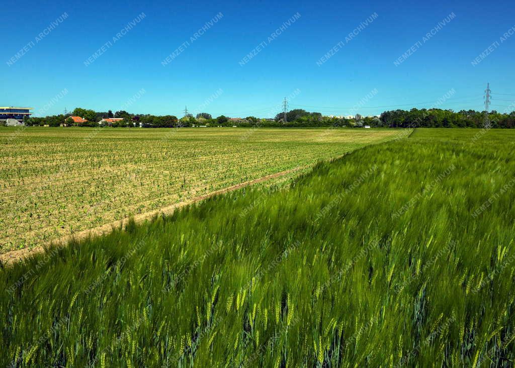 Mezőgazdaság - Kukorica és őszi búzatábla Debrecennél