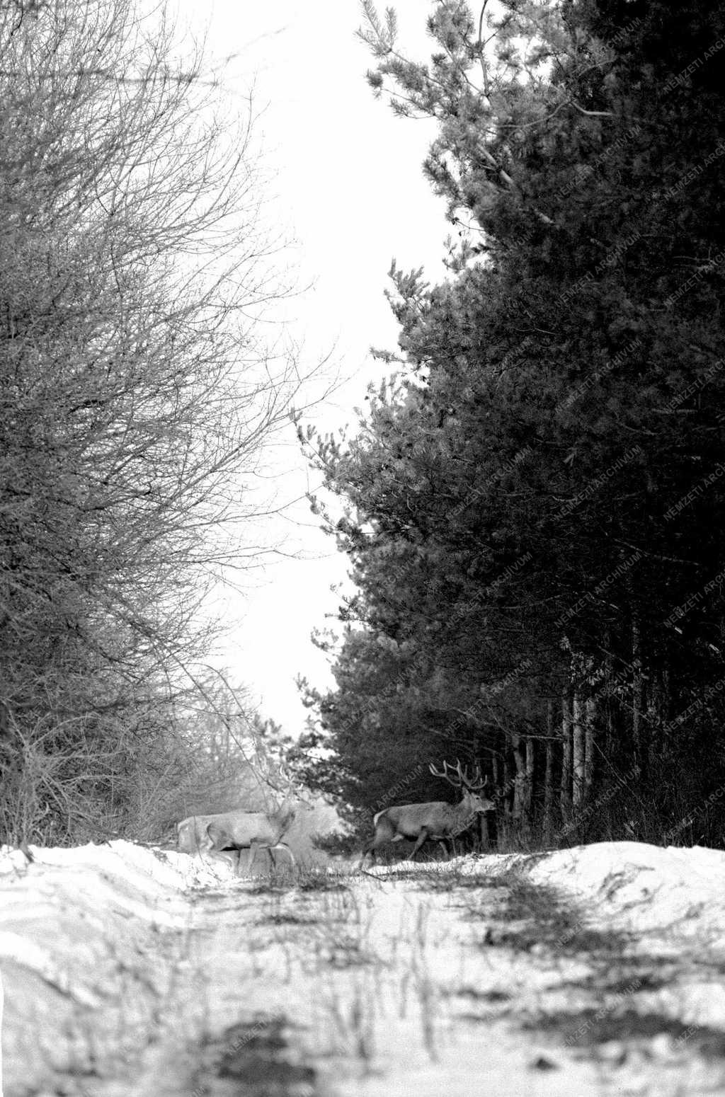 Vadak etetése - Tél az erdőn