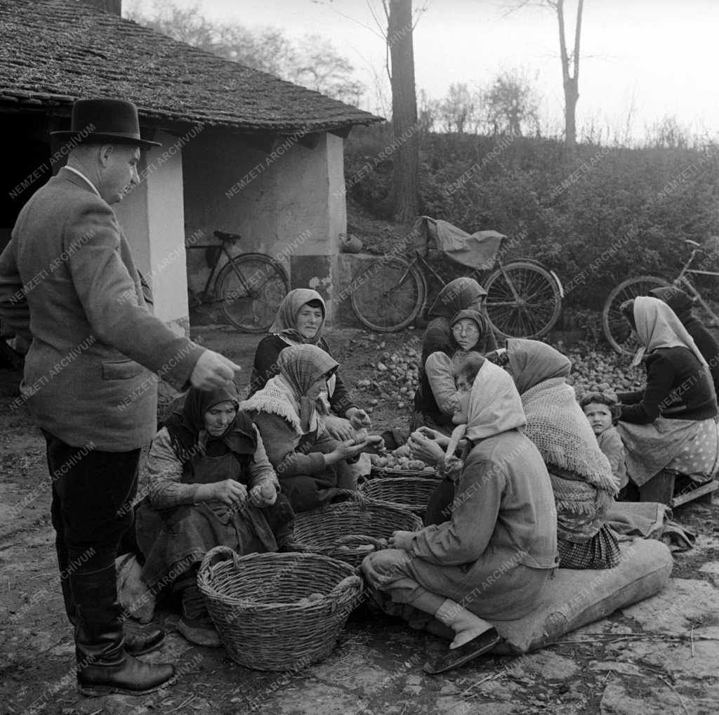 Mezőgazdaság - Kaszapovics András, az Új Élet termelőszövetkezet elnöke