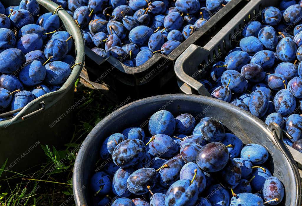 Gyümölcstermesztés - Debrecen - Szilvaszüret