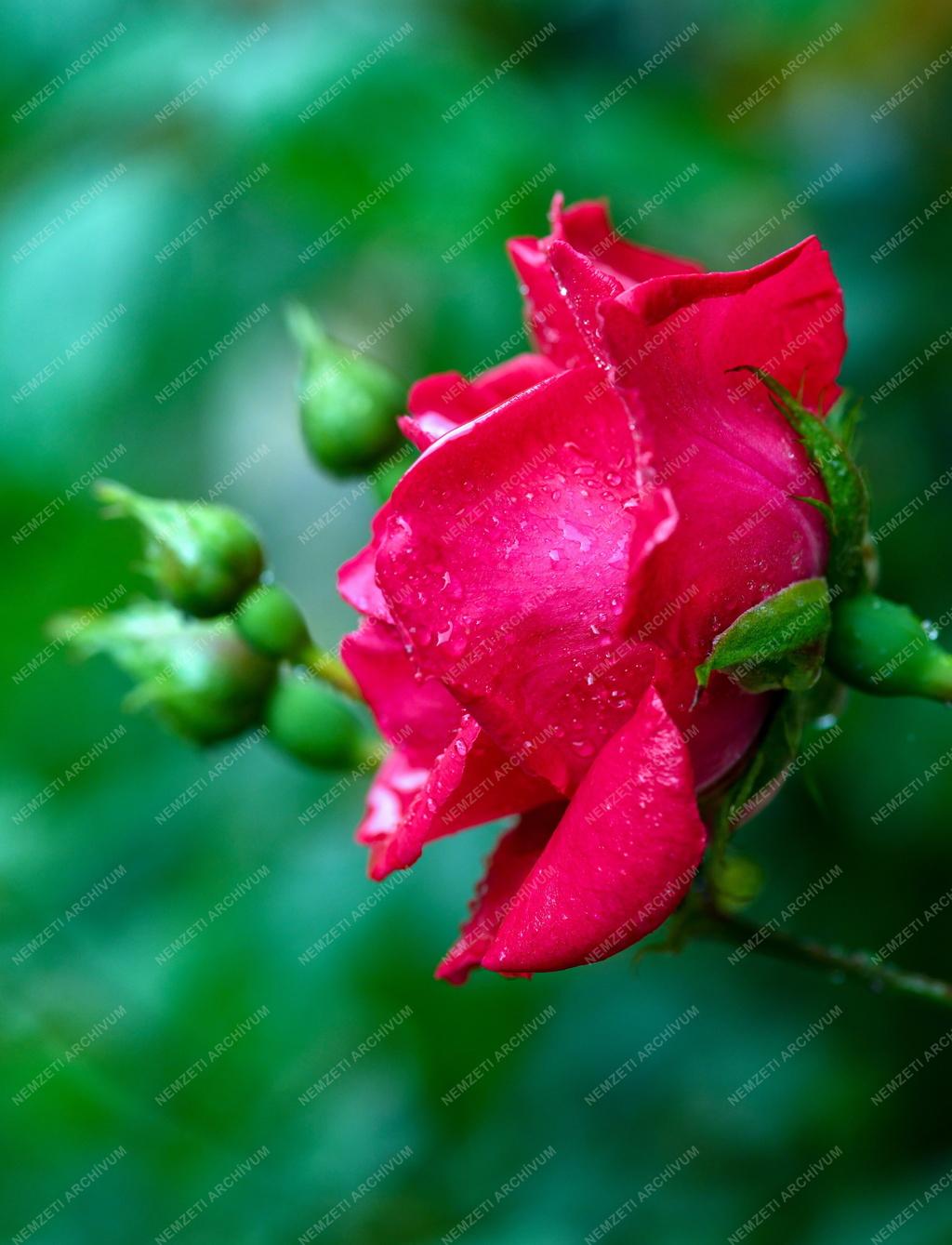 Természet - Kerti virág