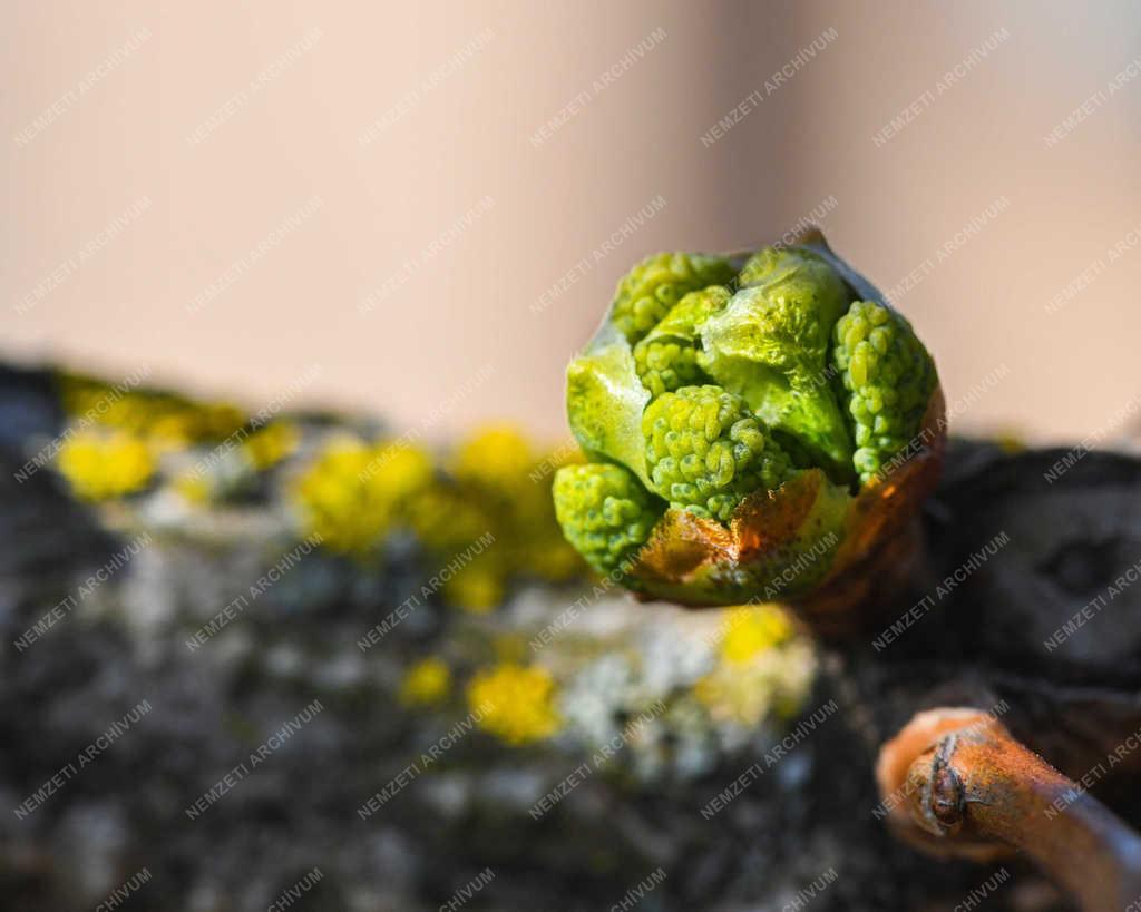 Természet - Debrecen - Tavaszi rügyfakadás