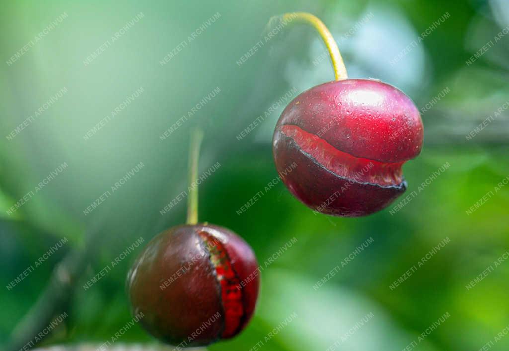 Gyümölcstermesztés - Debrecen - Esőkár