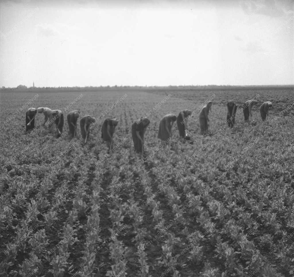 Munka - Kapálás Klementinán