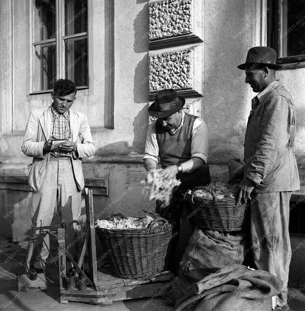 Mezőgazdaság - Gyógynövényeket vásárol egy gyűjtő
