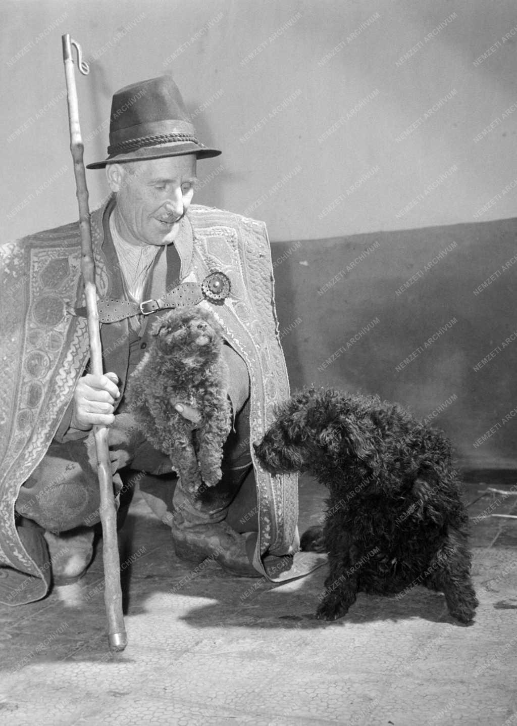 Mezőgazdaság - Retter György túrkevei juhász a kutyáival