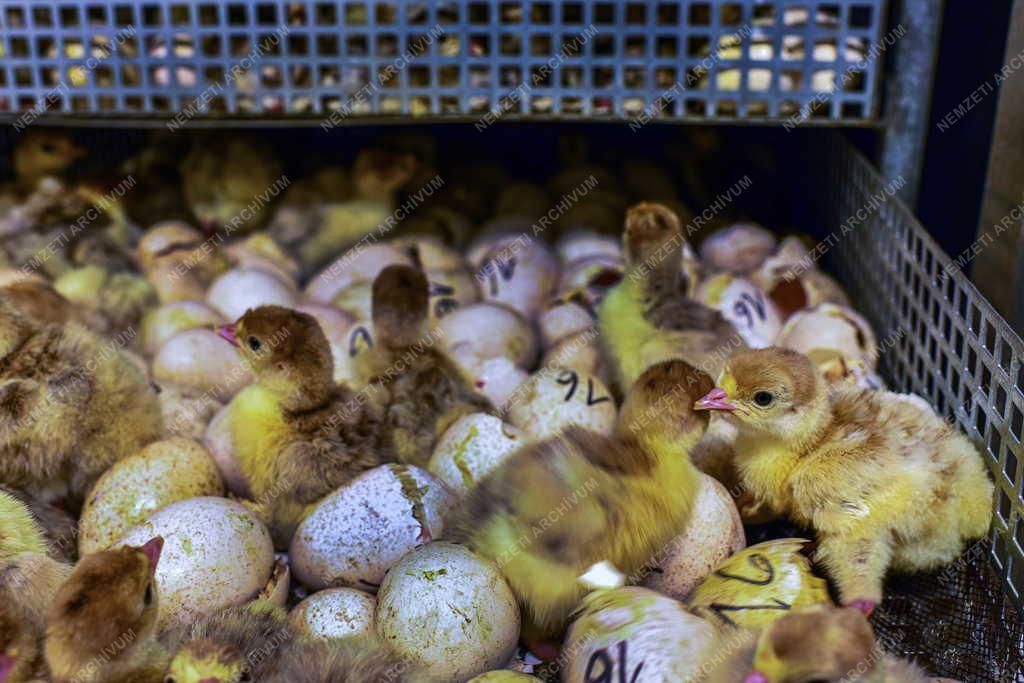 Tudomány - Génmegőrzés a Debreceni Egyetem Agrár Kutatóintézetek és Tangazdaságában