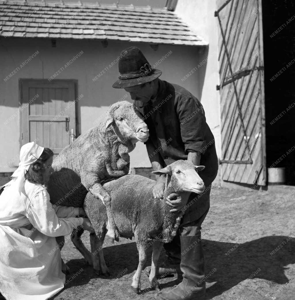 Mezőgazdaság - Állattenyésztés