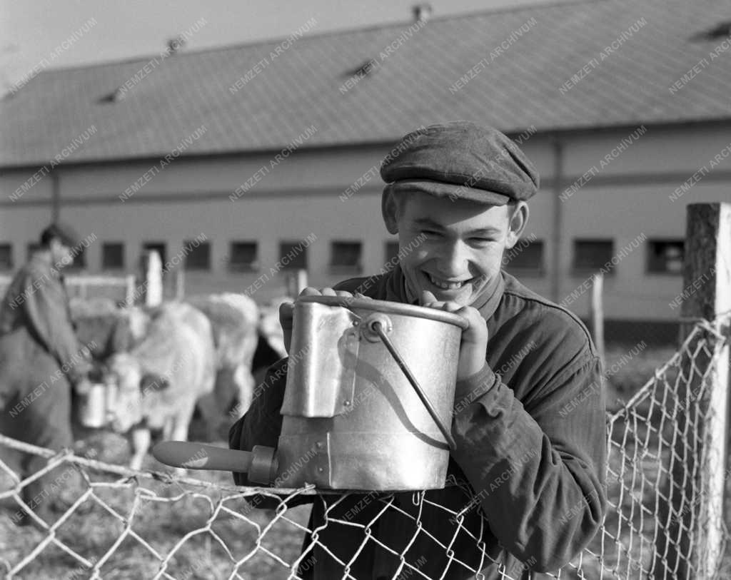 Mezőgazdaság - Táncsics Termelőszövetkezet