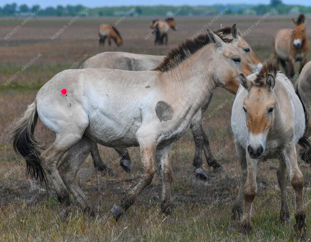 Állatvilág - Hortobágy - Przewalski-lovak