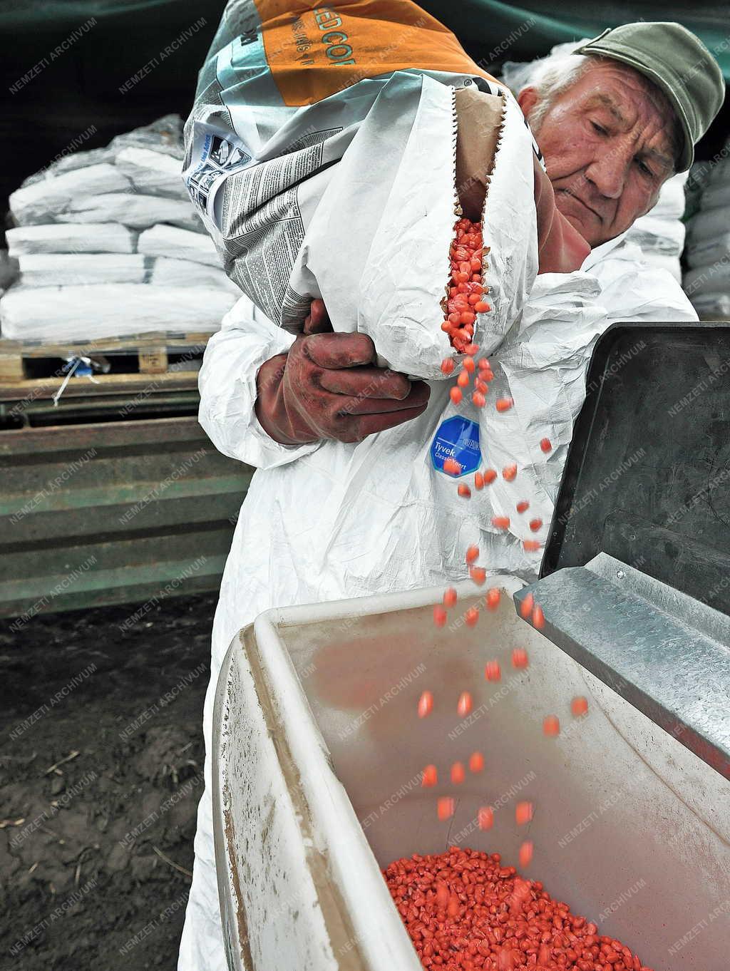 Mezőgazdaság - Hajdúböszörmény - Megkezdődött a kukorica vetése 