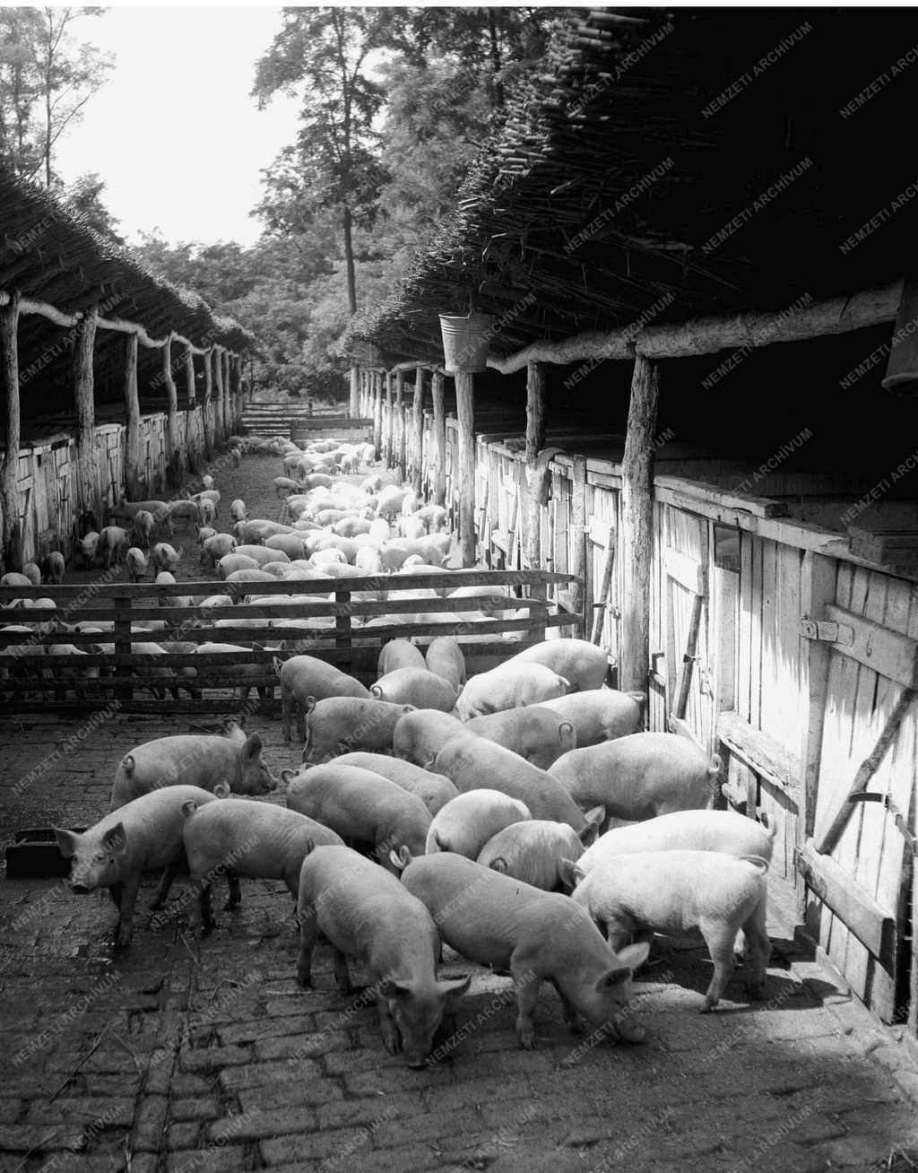 Mezőgazdaság - Nagyszentjánosi Állami Gazdaság