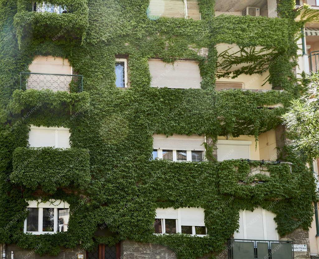 Városkép - Budapest - Lakóház vadszőlővel befuttatott homlokzattal