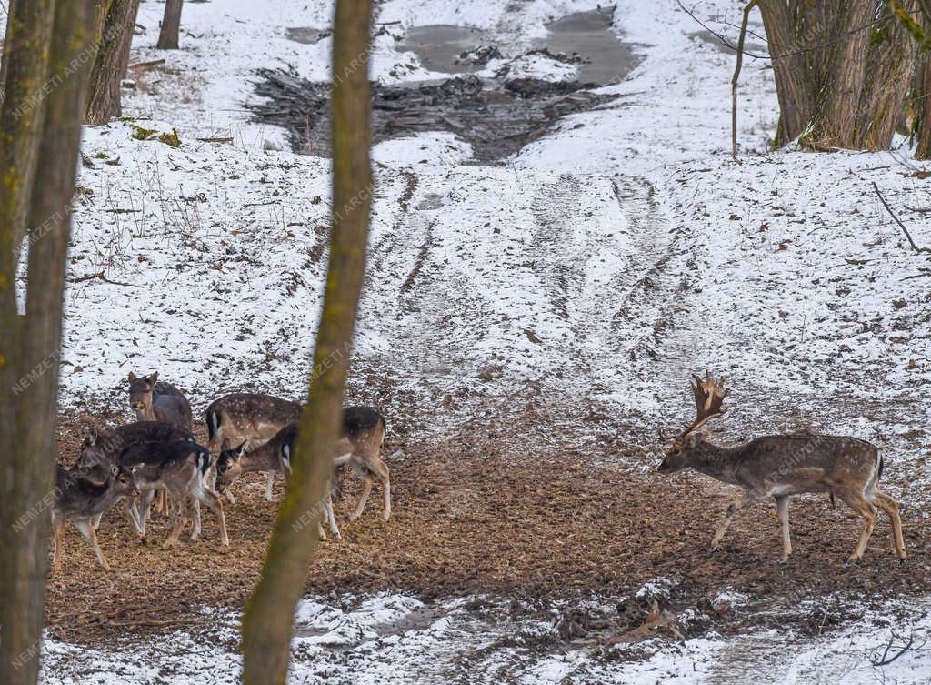 Vadgazdálkodás - Nyíradony - Dámvadak a téli erdőben