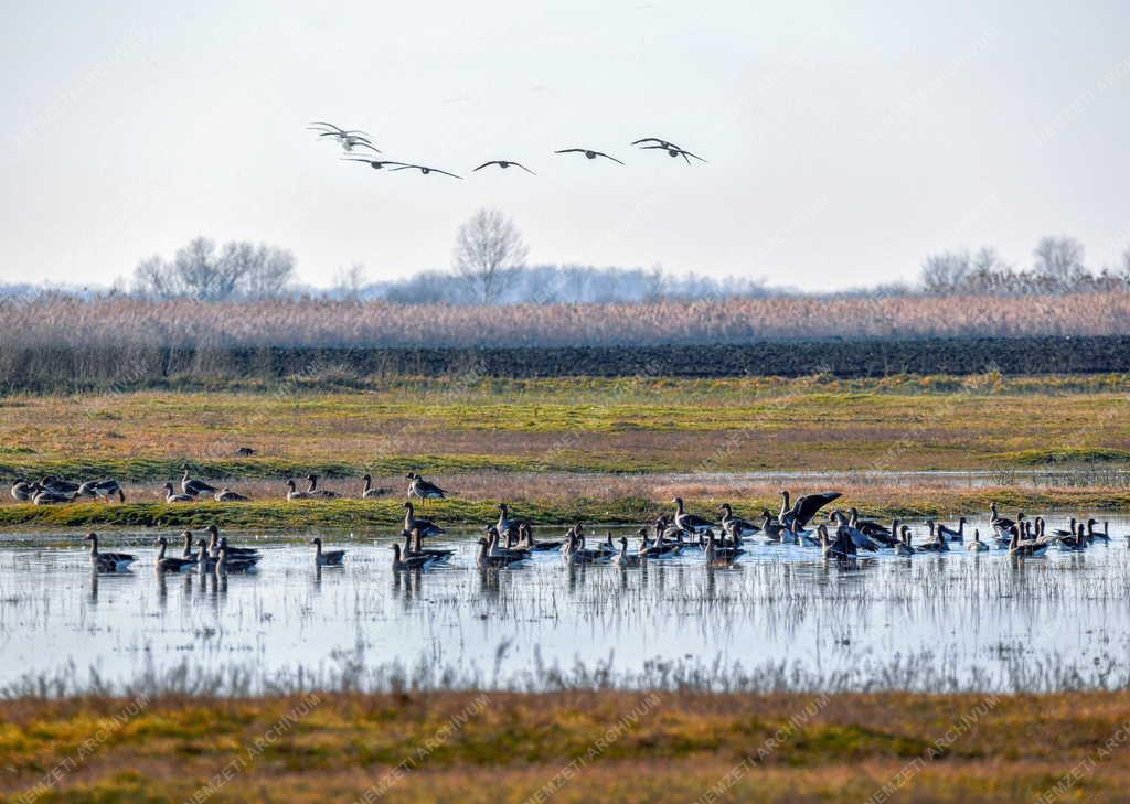 Természetvédelem - 50 éves a Hortobágyi Nemzeti Park