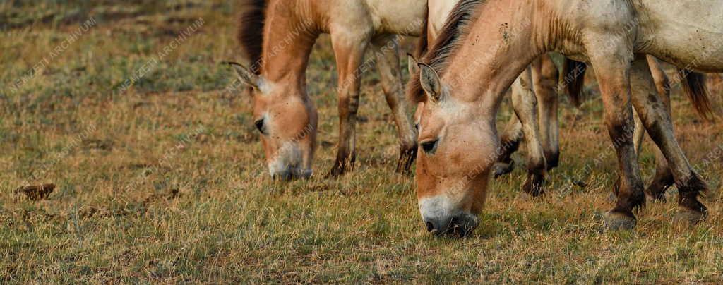 Mezőgazdaság - Állatvédelem - Przewalski-lovak a Hortobágyon