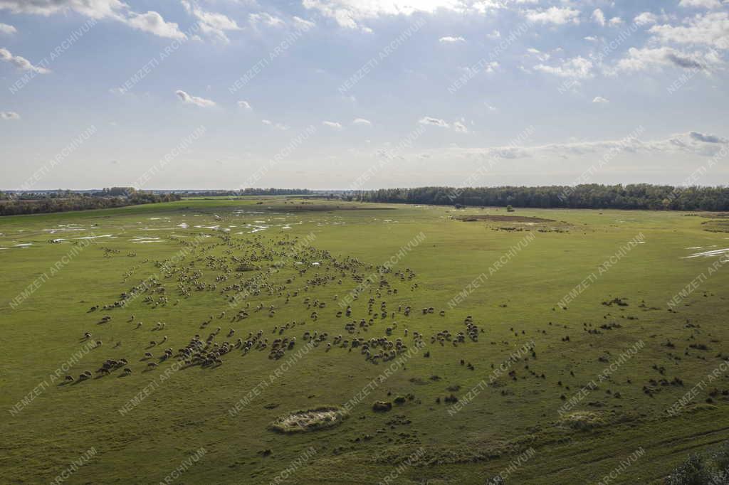 Tájkép - Hortobágy - Birkanyáj