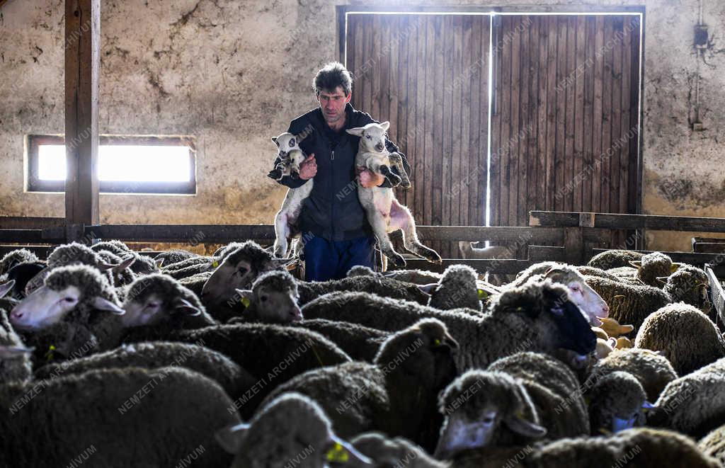 Állattartás - Hortobágy - Születnek a bárányok 
