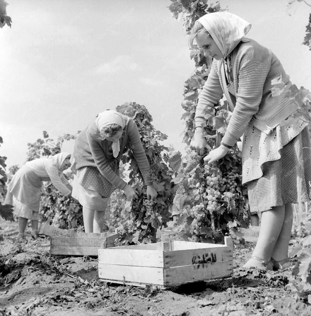 Mezőgazdaság - Balatonaligai ÁG - Szüret
