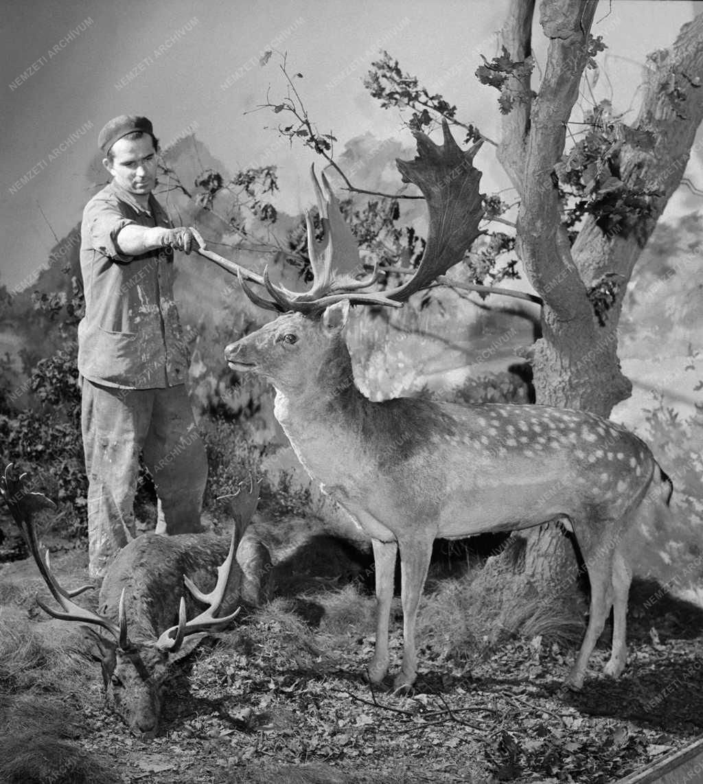 Kultúra - Magyarország állatvilágát bemutató kiállítás nyílik 