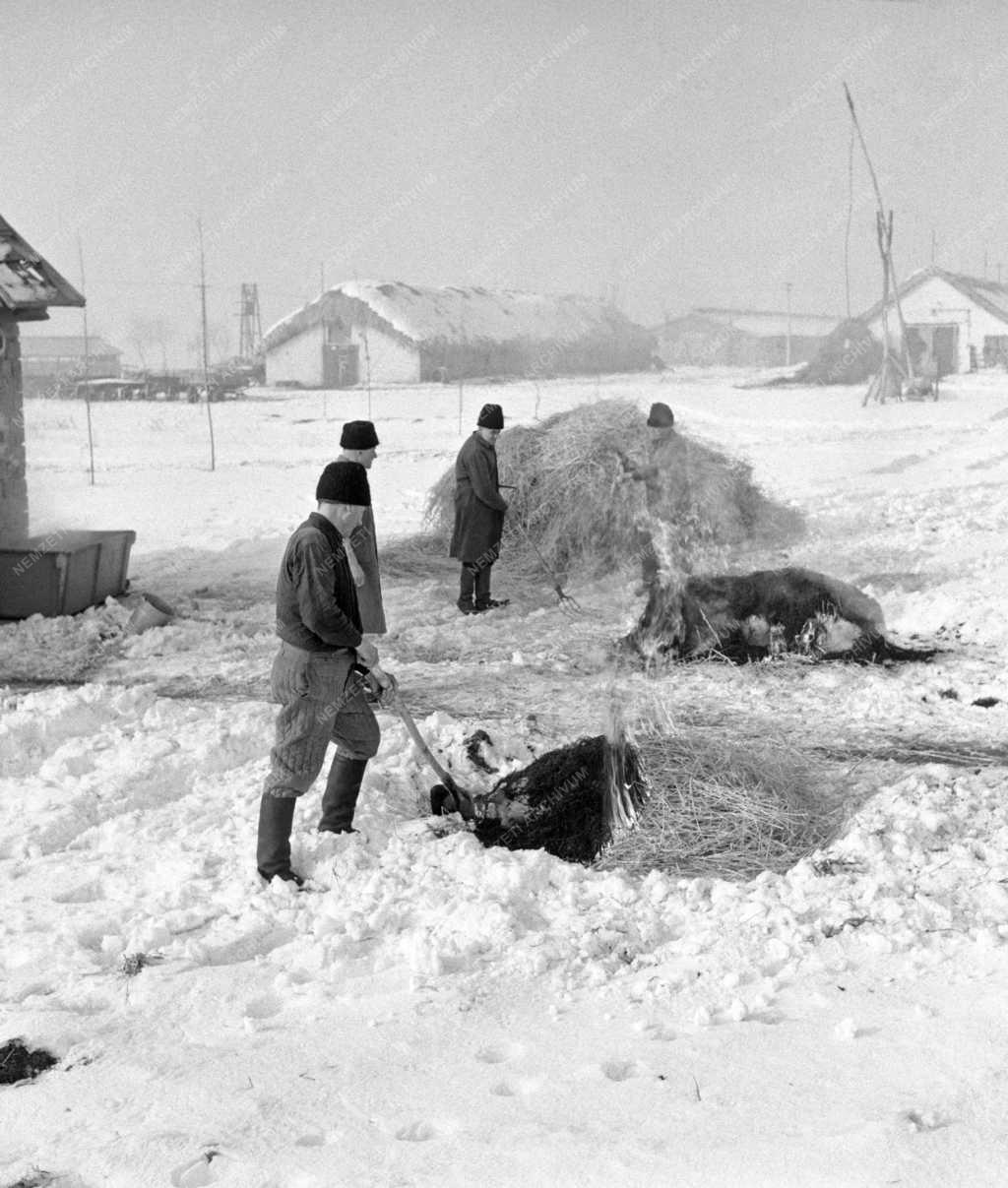 Gazdaság - Állattenyésztés - Disznóvágás a nagytarcsai Rákóczi Tsz-ben