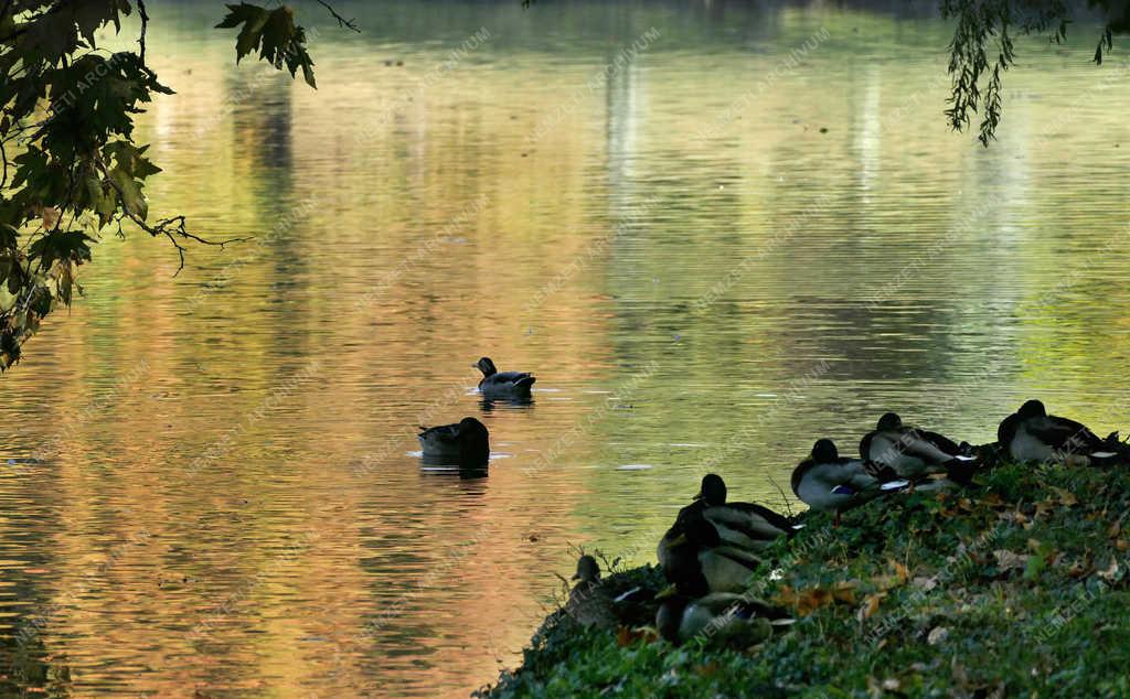 Természet - Martonvásár - Ősz a Brunszvik-kastély parkjában