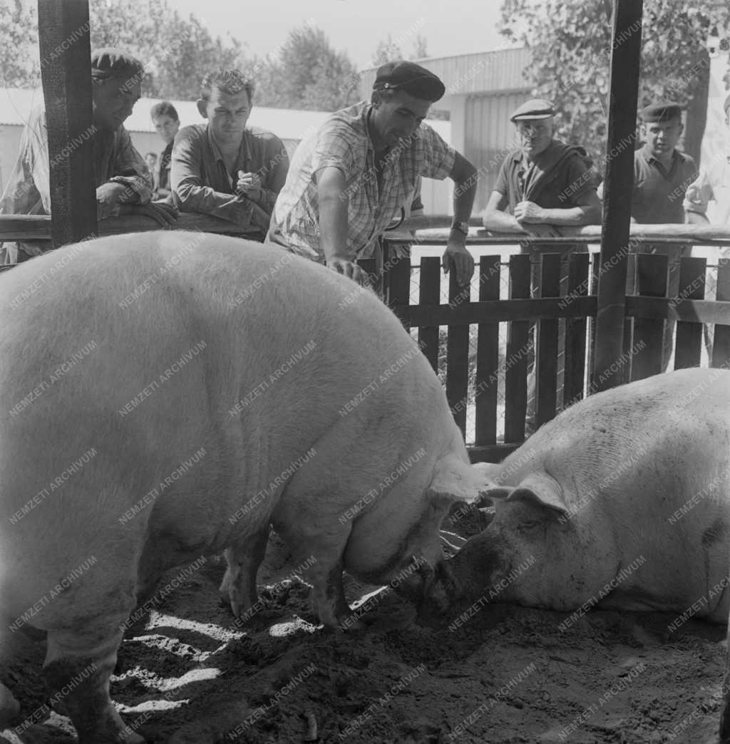 Kiállítás - 65. Országos Mezőgazdasági Kiállítás és Vásár