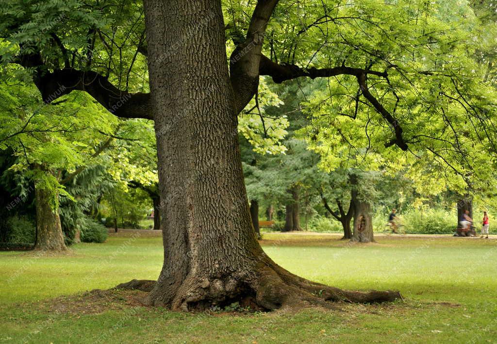 Budapest - Természet - Margitsziget parkja