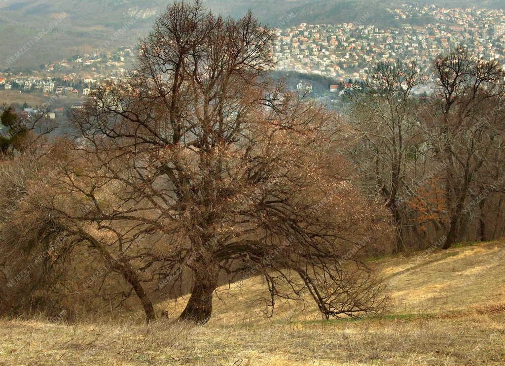 Természet - Budai hegyvidék