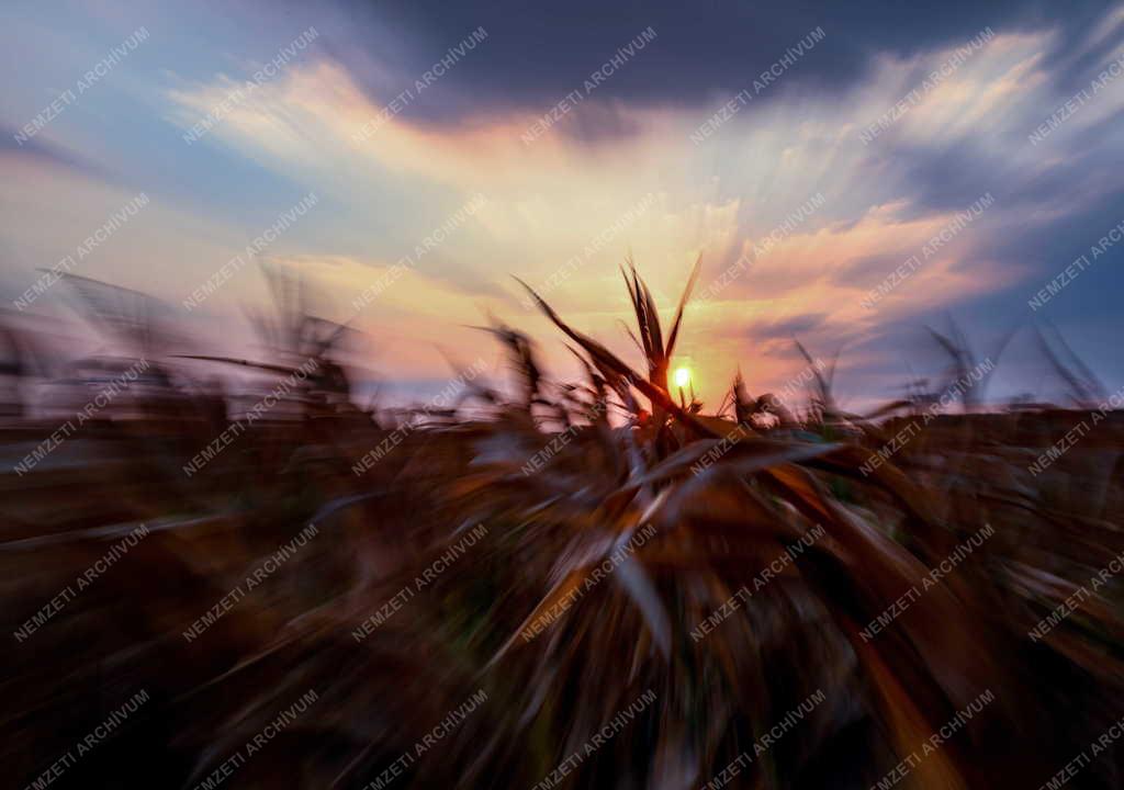 Időjárás - Aszály az Alföldön