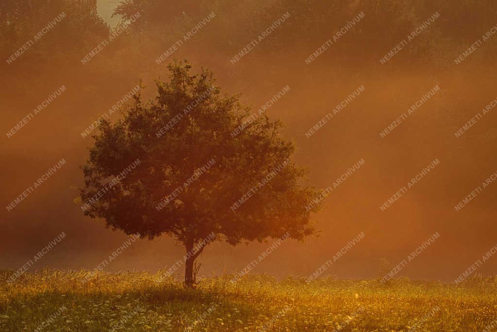 Természet - Szalafő - Magányos fa