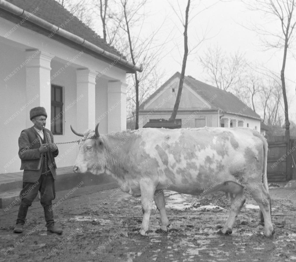 Tehenek, vegyes, tánc