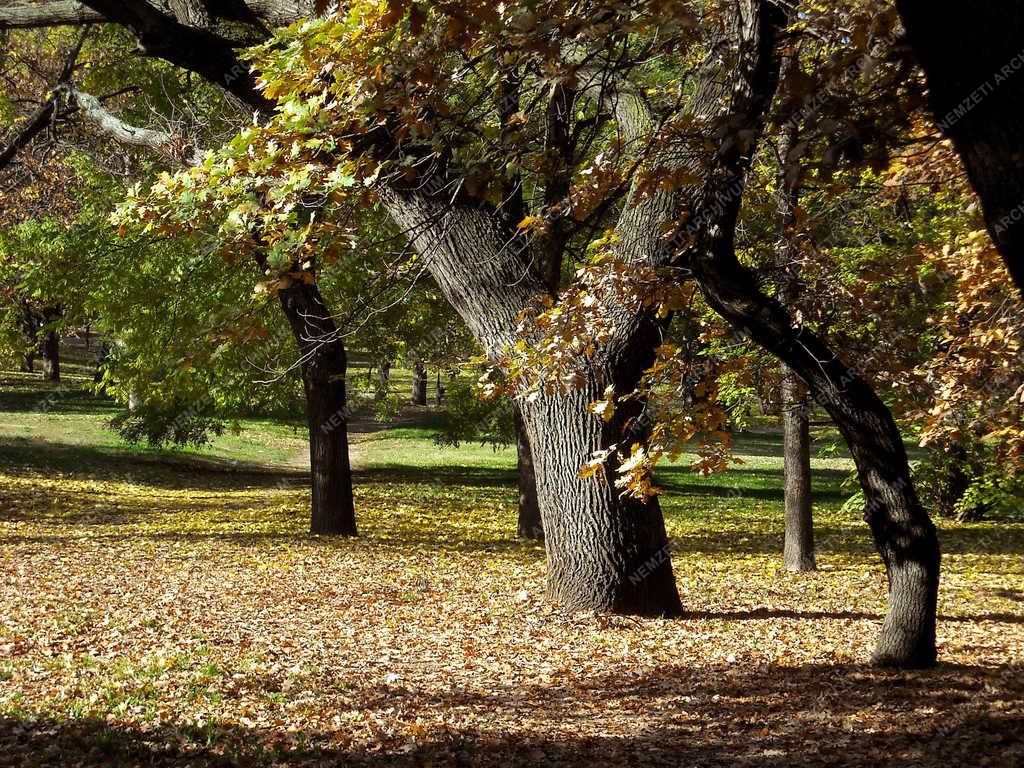 Természet - Városkép - Az őszi tabáni parkban