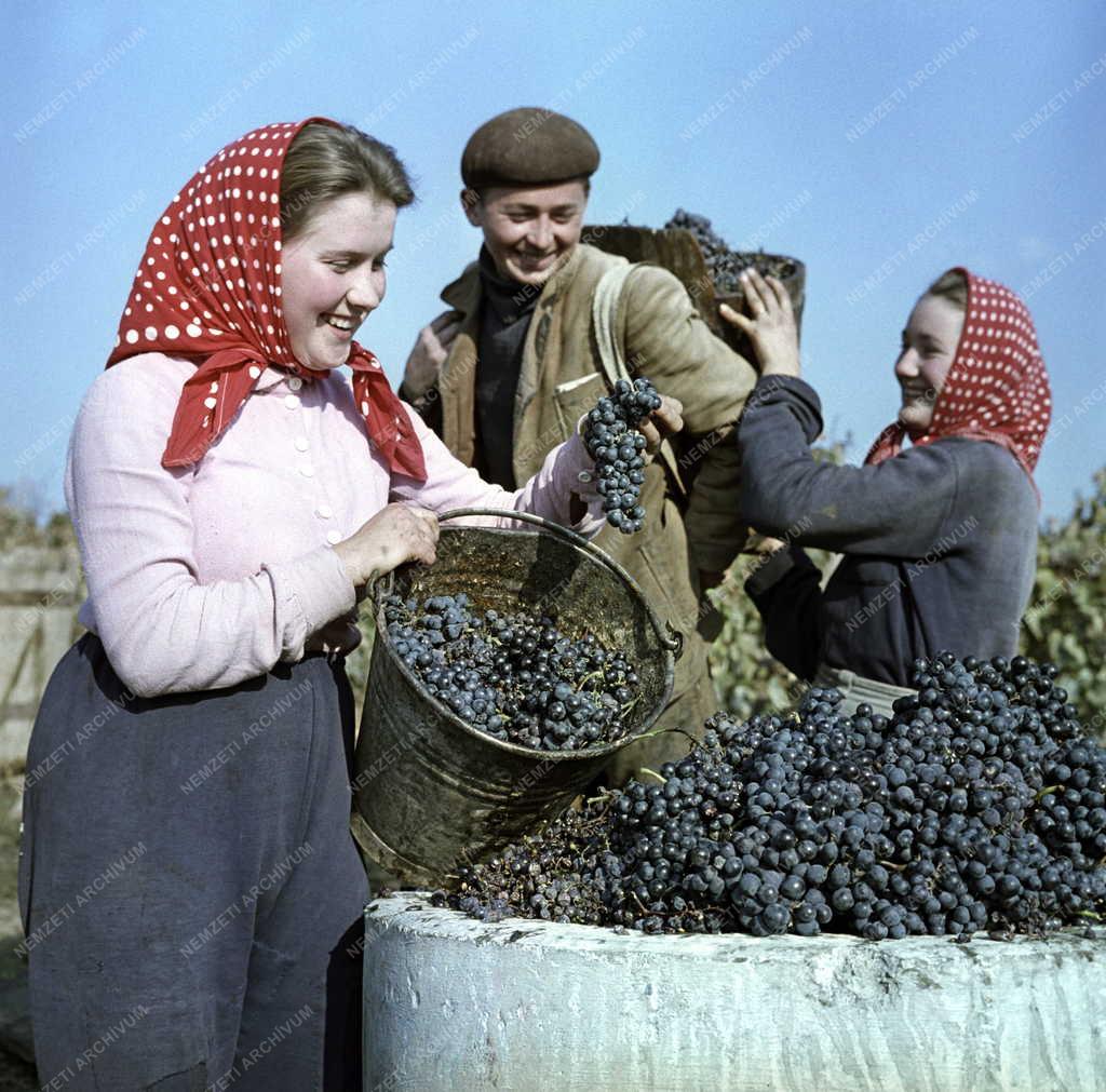 Mezőgazdaság - Szőlőszüret Egerben
