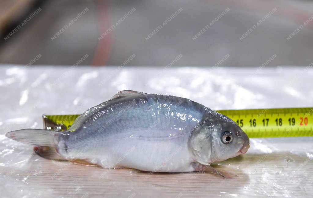 Tudomány - Debrecen - Lerövidített pontytenyésztés