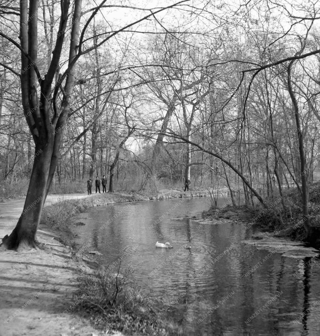 Városok - Tata - Parkrészlet