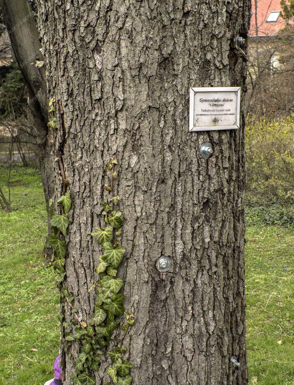 Természet - Budapest - Budai Arborétum