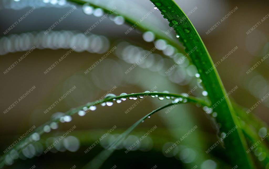 Természet - Időjárás - Esőcseppek gyöngysora a növényen