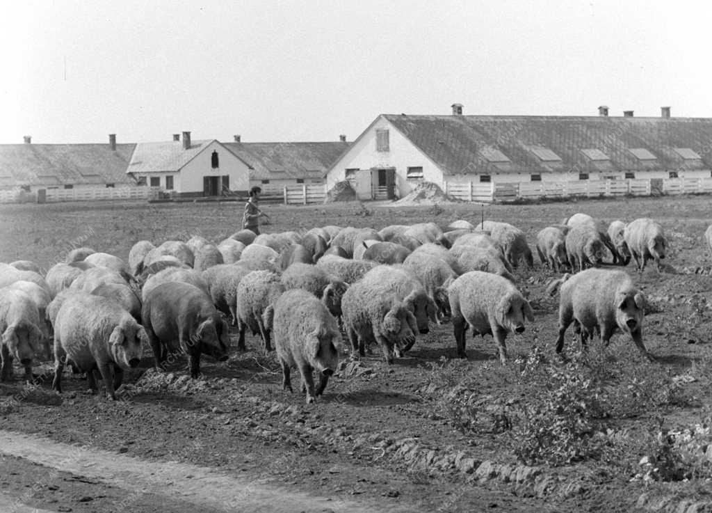 Mezőgazdaság - Hortobágyi Állami Gazdaság