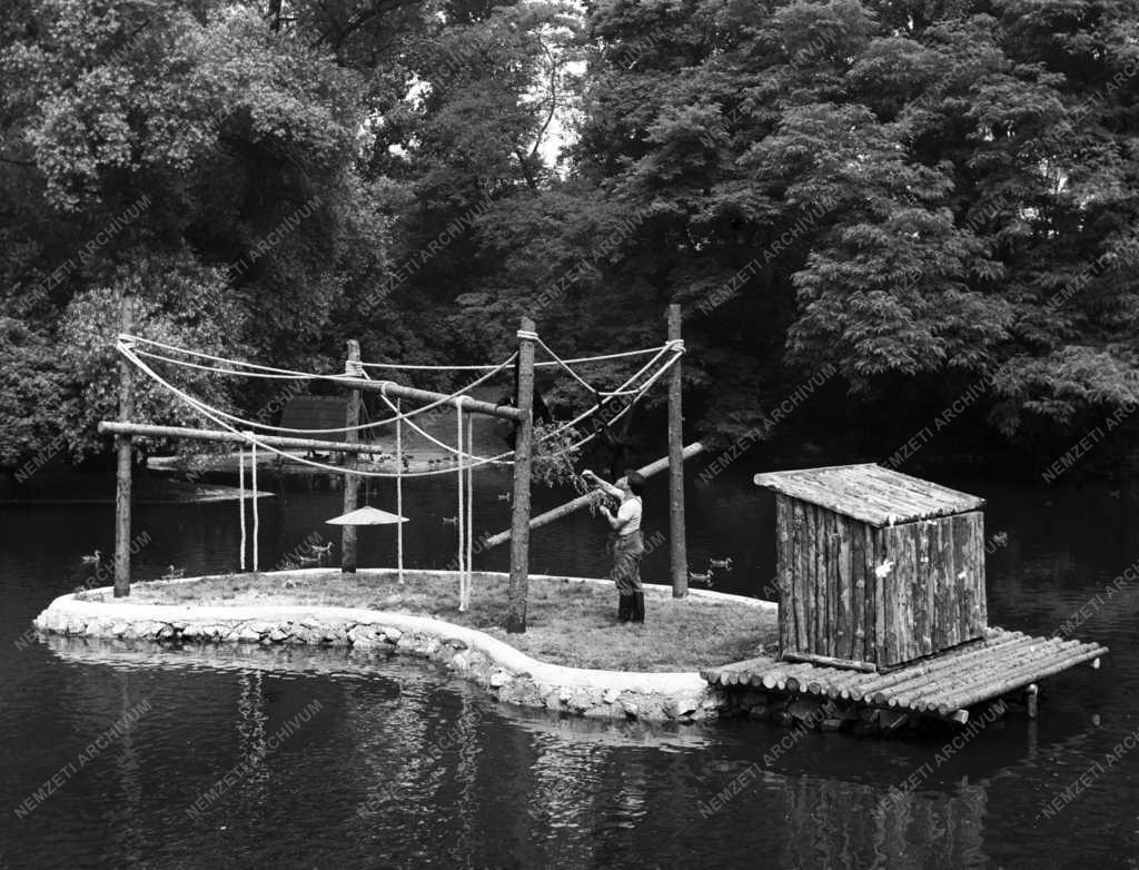 Állatvilág - Pókmajmok a Fővárosi Állat- és Növénykertben