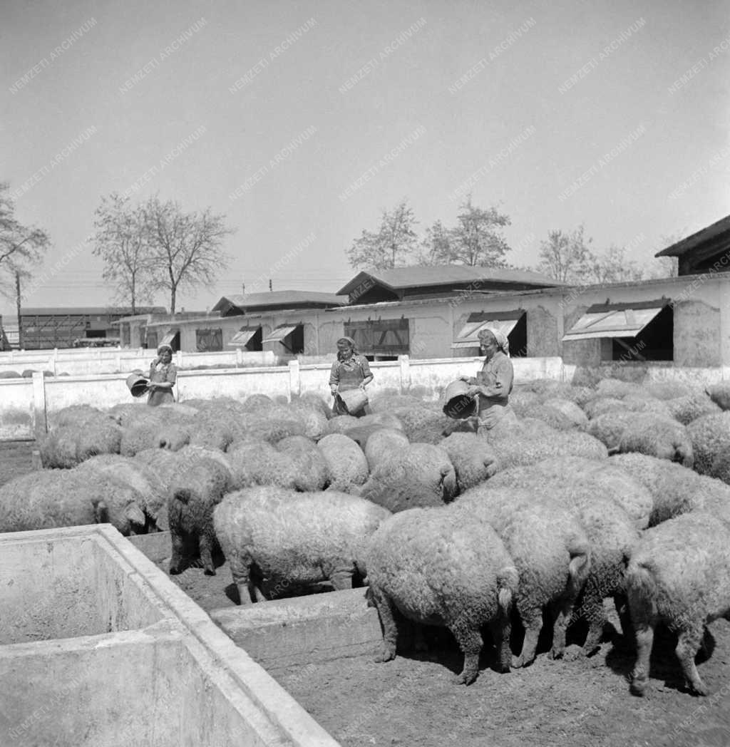Állattenyésztés - A nagytétényi sertéshizlalda